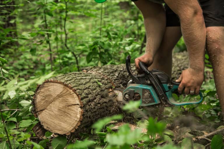 tree removal service