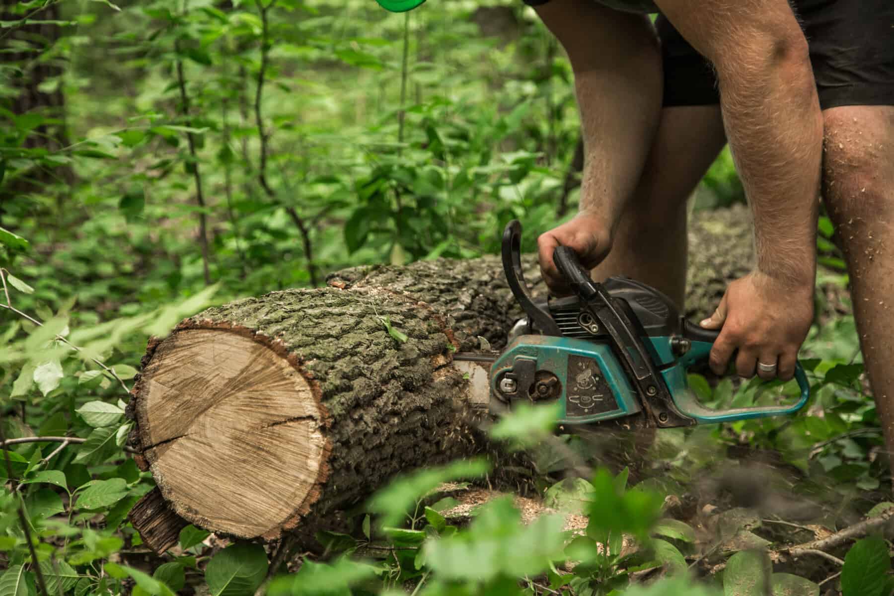 tree removal service