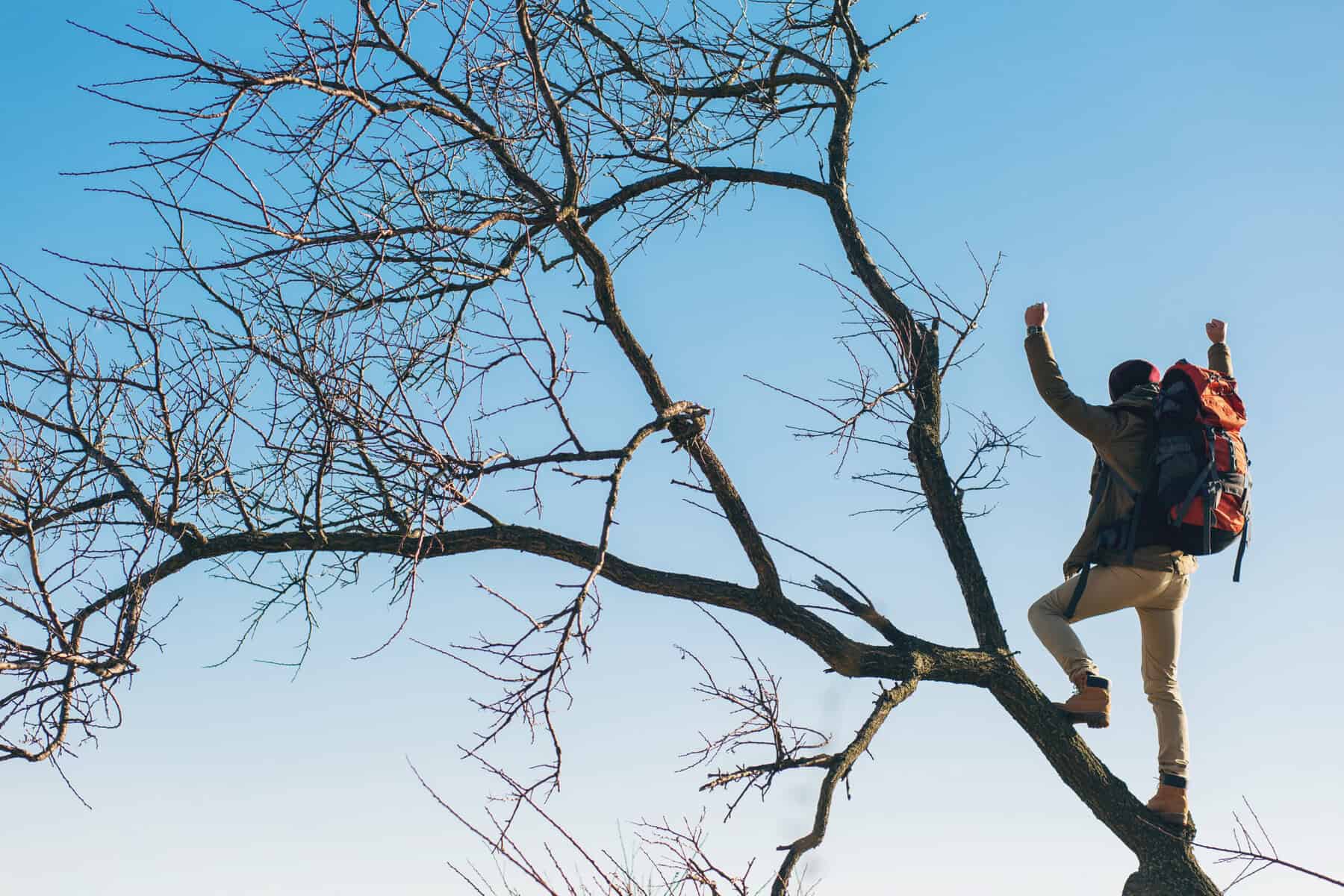 Arborist Mesa AZ
