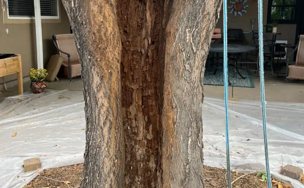 Tree trunk with internal decay inspected during a tree health assessment