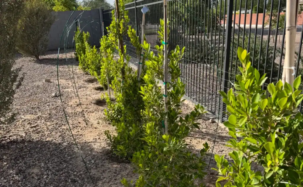 Newly planted hedge row installed along an iron fence by Arizona Urban Arborist